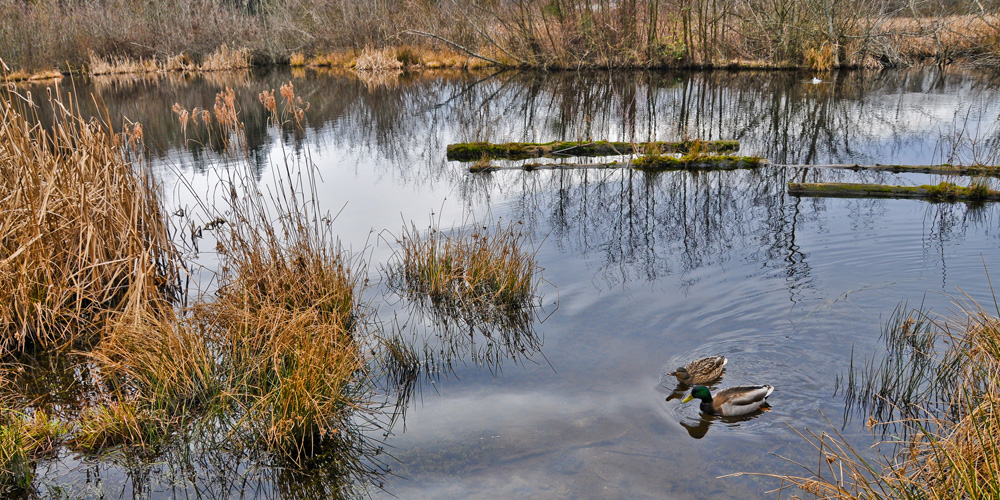 Hive-Engineering-Protect-The-Wetlands Hive-Engineering-Protect-The-Wetlands